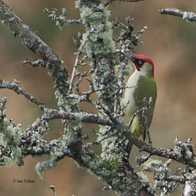 Green Woodpecker, Overtoun-Milton, Clyde