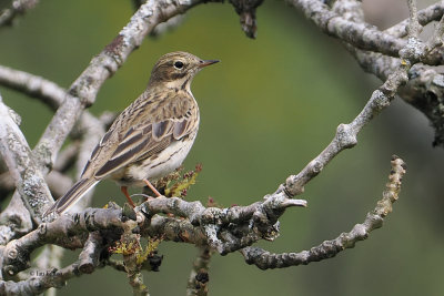 Meadow Pipit, RSPB Loch Lomond, Clyde