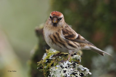 Lesser Redpoll, RSPB Loch Lomond, Clyde