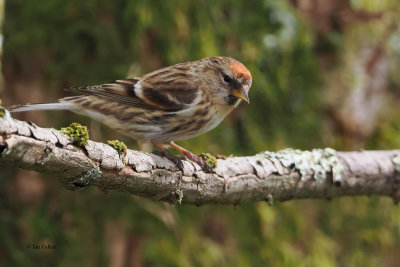 Lesser Redpoll, RSPB Loch Lomond, Clyde