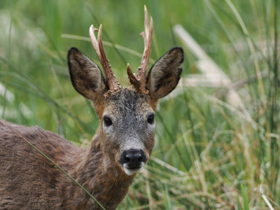 Roe Deer, RSPB Loch Lomond