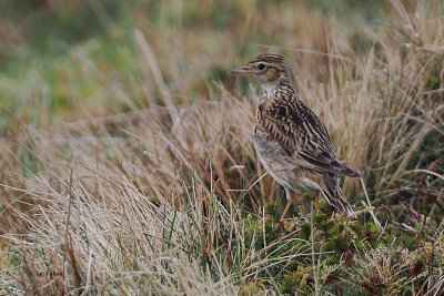 Skylark, Lowther Hill, Clyde