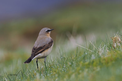 Wheatear, Lowther Hill, Clyde
