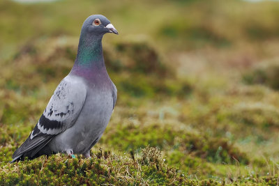 Racing Pigeon looking lost, Lowther Hill, Clyde