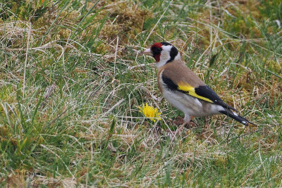 Goldfinch, Lowther Hill, Clyde