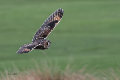 Long-eared Owl, Palacerigg Country Park, Clyde