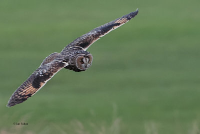 Long-eared Owl, Palacerigg Country Park, Clyde