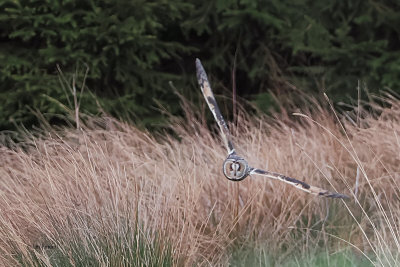 Long-eared Owl, Palacerigg Coutry Park, Clyde
