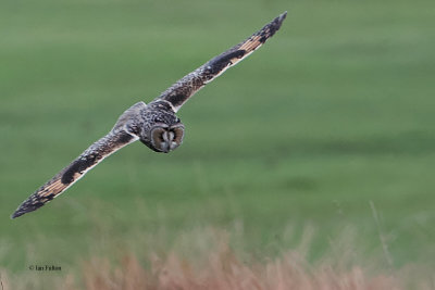 Long-eared Owl, Palacerigg Coutry Park, Clyde