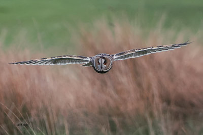 Long-eared Owl, Palacerigg Country Park, Clyde
