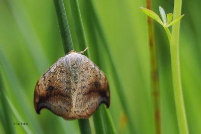 Pebble Hook-tip Moth, RSPB Loch Lomond, Clyde