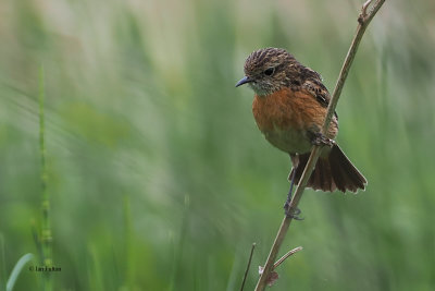 Stonechat (female), RSPB Loch Lomond, Clyde