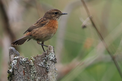 Stonechat (female), RSPB Loch Lomond, Clyde