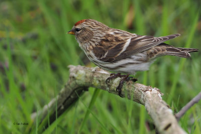 Lesser Redpoll, RSPB Loch Lomond, Clyde