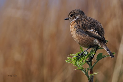 Stonechat, Loch Arklet, Clyde