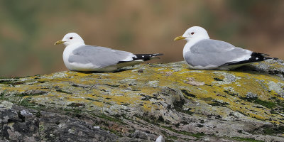 Common Gull, Loch Arklet, Clyde