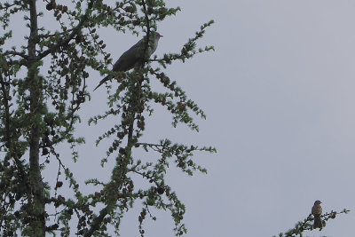 Cuckoo+Meadow Pipit, RSPB Inversnaid, Clyde
