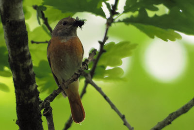 Redstart, RSPB Loch Lomond, Clyde
