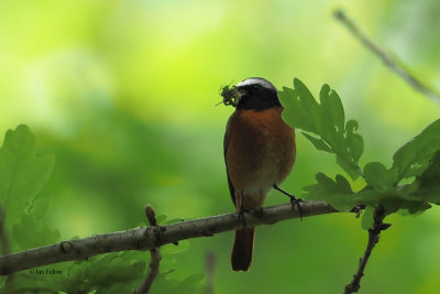Redstart, RSPB Loch Lomond, Clyde