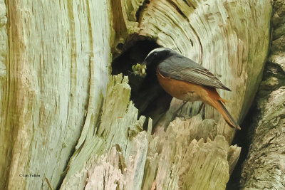 Redstart, RSPB Loch Lomond, Clyde