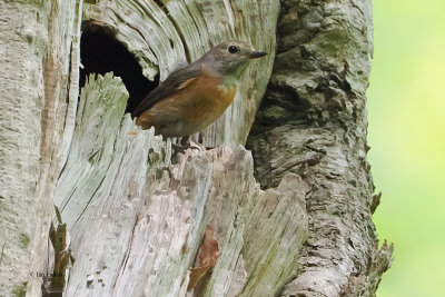 Redstart, RSPB Loch Lomond, Clyde