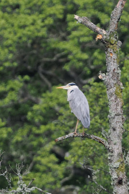 Grey Heron Loch Lomond NNR, Clyde