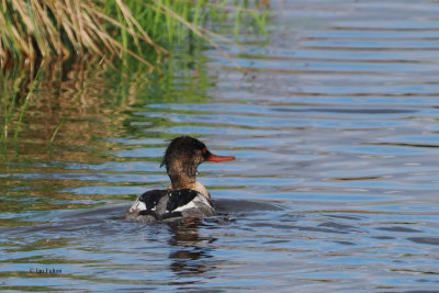 Red-breasted Merganser, Endrick Water, Clyde
