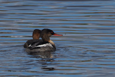 Red-breasted Merganser, Endrick Water, Clyde