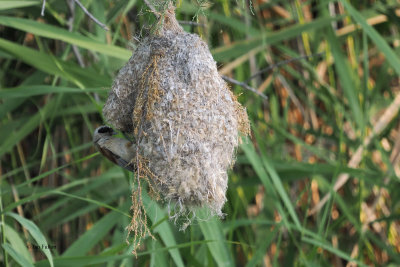 Penduline Tit and nest, Dalyan, Turkey