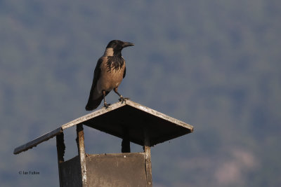 Hoodie Crow, Dalyan, Turkey