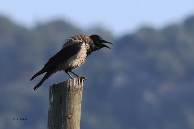 Hoodie Crow, Dalyan, Turkey