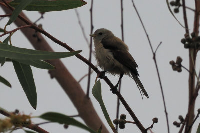 Penduline Tit (juvenile), Dalyan, Turkey