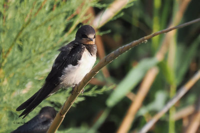 Barn Swallow (juvenile), Dalyan, Turkey