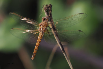 Dragonfly, Dalyan, Turkey