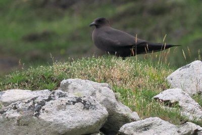 Arctic Skua, St Kilda