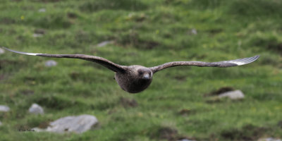 Great Skua(Bonxie), St Kilda