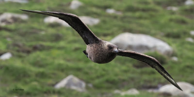 Great Skua(Bonxie), St Kilda
