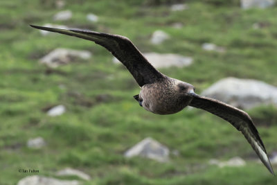 Great Skua(Bonxie), St Kilda