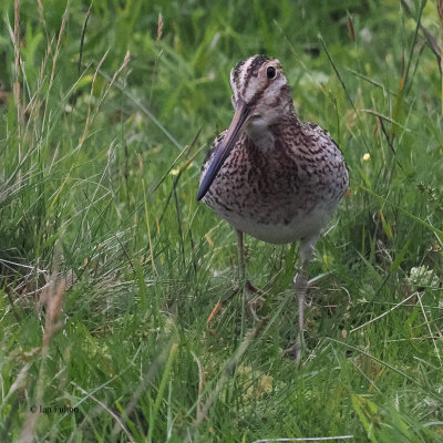 Snipe, St Kilda