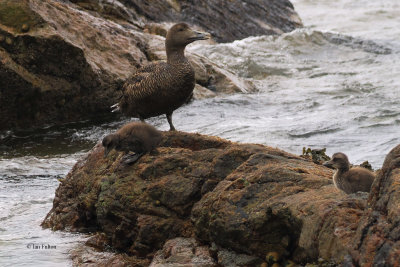 Eider, St Kilda