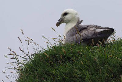 Fulmar, St Kilda