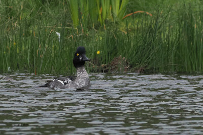 Goldeneye, St Kilda