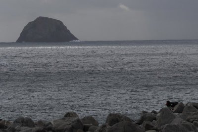 Oystercatcher, St Kilda