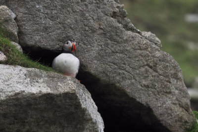Puffin, St Kilda