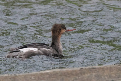 Red-breasted Merganser, St Kilda