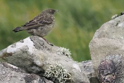 Rock Pipit, St Kilda