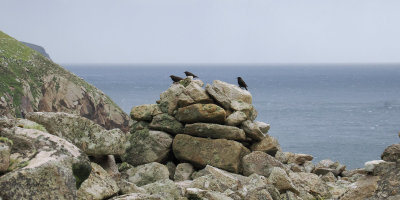 Starling, St Kilda