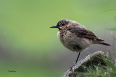 Wheatear, St Kilda