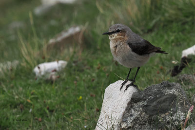 Wheatear, St Kilda