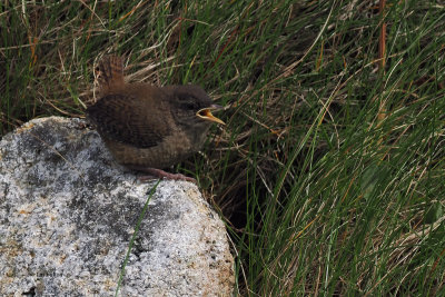 Wren (juvenile), St Kilda